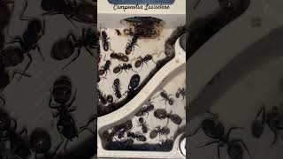 Camponotus Lasiselene 0711 [upl. by Hteazile194]