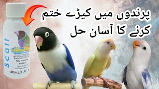 How to Safe birds from mites  Scatt best for birds love4birds [upl. by Lleihsad]