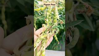 Ready to harvest the pigeon peas shortly 👍vegetablesgardeningfishpond [upl. by Deer]