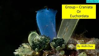 Sub Phylum Craniata  Euchordata Diversity of Life Forms  CSIRNET GurMantra [upl. by Atsillac171]