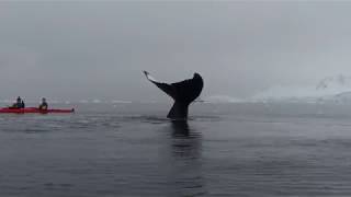 Ballenas en Antártica nadan a centímetros de un grupo de kayakistas 3 [upl. by Aes85]