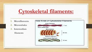 Cytoskeletal elements Microfilaments actin filaments  Intermediate  Microtubules [upl. by Ettenel]