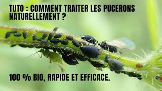 Tuto  Comment traiter les pucerons noirs fèves  100 BIO RAPIDE ET EFFICACE [upl. by Ahsikel950]