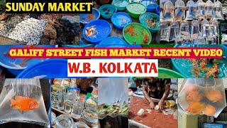 kolkata galiff street fish market recent video🐟  only sunday market  market aquarium fish [upl. by Nimra764]