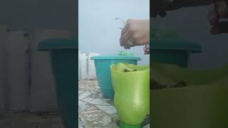 transplanting gomphrena plant youtubeshorts viralvideo gardningtips [upl. by Yaj482]