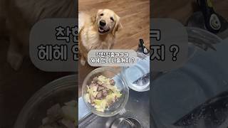 대형견 산책 Volg  힐링포인트  골든리트리버🦮  마음이 🤎 Big Dog Walk  Walk Vlog  Golden Retriever  일상 브이로그 [upl. by Anilac814]