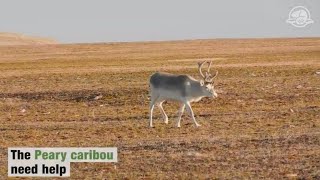 Protecting the Peary Caribou in Qausuittuq [upl. by Stacee688]