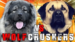 Caucasian Shepherd vs Kangal  Kangal vs Caucasian Shepherd  Powerful Guard dog  Billa Boyka [upl. by Alicsirp]