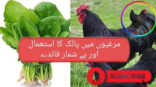 Is Spinach Healthy For Chickens  Poultry Farming in Pakistan Palak ka murghain istamal Natural [upl. by Friedly274]