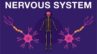 Nervous System  Get to know our nervous system a bit closer how does it works  Neurology [upl. by Joung]