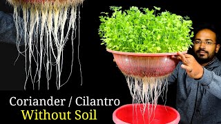 How to grow Coriander without soil  Coriander Dhaniya in hydroponic system [upl. by Eydnarb324]