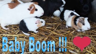 Élevage de cochon d inde cobayes plein de petits et encore d autres à venir 😍😍🐹 vid21 [upl. by Nancee]