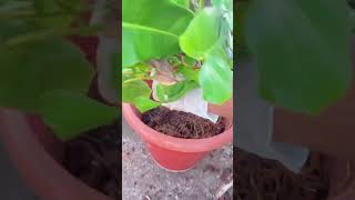 New Plants in Garden garden homegardens homegrownflowers newplant fruit homegardning farming [upl. by Warton]