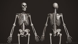 Human Osteology Axial and Appendicular Skeleton [upl. by Enaenaj]