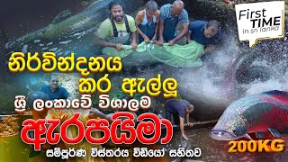 නිර්වින්දනය කර ඇල්ලූ ශ්‍රී ලංකාවේ විශාලම ඇරපයිමා  For the first time in Sri Lanka [upl. by Gearard71]