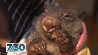 The volunteers saving orphaned baby wombats  730 [upl. by Aridni]