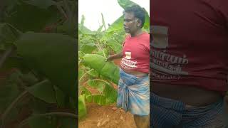 ராஜா வாழை agriculture trending shortvideo [upl. by Osnofledi]