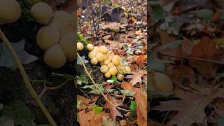 This Movie About Poisonous Mushrooms Is A Masterpiece [upl. by Eidlog]