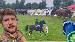 Showing sheep at Scottish livestock agriculture shows [upl. by Ennasirk951]