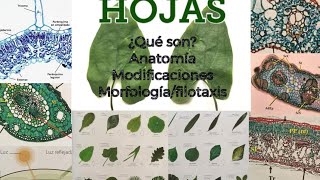 H🍀J🍁S hojas morfología anatomía y más 🍃 [upl. by Alisa]