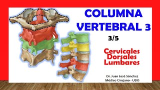 🥇 COLUMNA VERTEBRAL 35  Vertebras Cervicales Dorsales y Lumbares Fácil y Sencillo [upl. by Ambler]