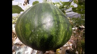 COMO CULTIVAR CALABAZAS O AUYAMA EN MACETA [upl. by Kennie]