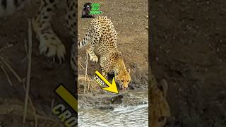 CHEETAH VS CROCODILE  amazinganimals24 [upl. by Gildus]