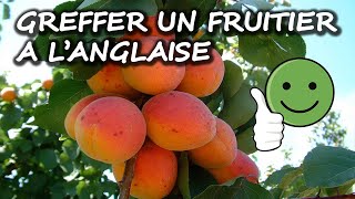 Comment greffer un arbre fruitier à langlaise [upl. by Seely]