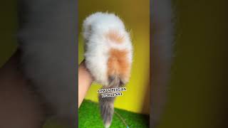 Persians cats for sale music song rap cat persiancatcorner animalsong catlover persiancat [upl. by Shanly]