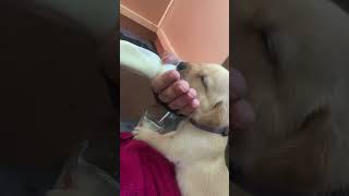 Bottle feeding puppies puppy labrador [upl. by Nevaj]