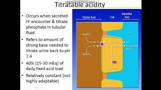 Renal Bicarbonate Absorption and Titratable Acidity [upl. by Fraase]