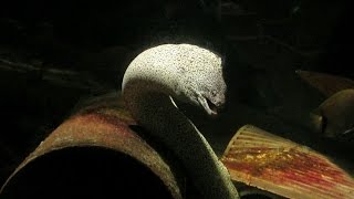 A moray eel [upl. by Glorianna934]