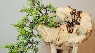 Bonsai Juniperus chinensis Itoigawa shohin hanging in a stone [upl. by Danni95]