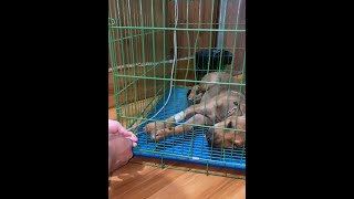 how to treat sick puppy infected parvo virus [upl. by Dorolisa]