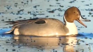 Northern pintail duck call sound bathing flying [upl. by Tartan640]