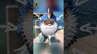 Pufferfish Puffing Up [upl. by Garceau]