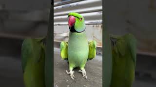 Ay mithu Ay Mithu cute smart talking parrot youtubeshorts talkingparrot birdsparrotshorts [upl. by Urbannal]