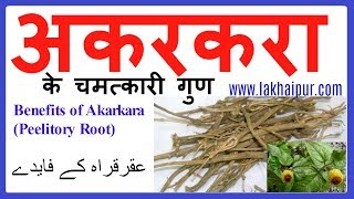 अकरकरा के फ़ायदे  AkarkaraAnacyclus Pyrethrum Benefits amp Use in Hindi [upl. by Cordelie186]