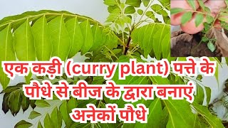 How to grow curry leaves plants from seeds  How curry leaves plant seeds harvesting and growing [upl. by Clein755]