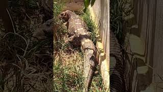 คลั่งหิว Black throated monitor lizard [upl. by Morganica]