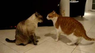 Cats arguing the best cat video youll ever see [upl. by Algie117]