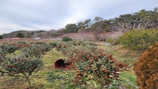 부동산백화점1004접근성 좋은 산아래 한적한 무안 토지매매 랍니다무안군청계면토지매매 무안군캠핑장부지매매 무안군땅매매 무안군펜션부지매매 무안군산아래토지매매 무안군잡종지매매 [upl. by Leber]