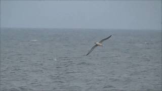 アホウドリ 空滑り Shorttailed Albatross [upl. by Notgnillew]