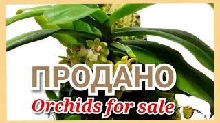 Продаю Орхидеи Gastrochilus japonicus Bulbophyllum eberhadtii [upl. by Gerianna925]