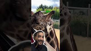 Girafas são animais MAGNÍFICOS  Biomesquita [upl. by Layton]