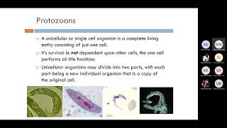 Bio 112 Evolution of Metazoa [upl. by Aoket]