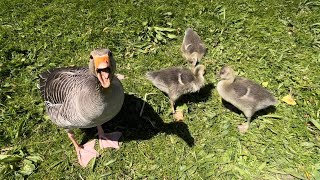 Angry Hissing Goose Protecting its Babies Feeding in 4k [upl. by Nations18]