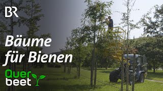 Bäume für Bienen [upl. by Barthol]