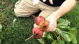 Harvesting Spring Beets Planting Fall Beets The Wisconsin Vegetable Gardener Straight to the Point [upl. by Zawde]