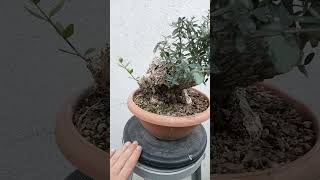 Bonsai olacak zeytinoleaoliveacebuche shorts shortvideo short bonsai [upl. by Boot993]